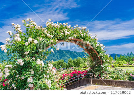 [Yamanashi Prefecture] Beautiful roses in full bloom at Fujikawa Craft Park Rose Garden 117619062