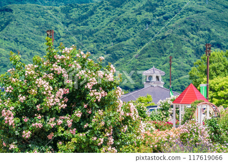 [山梨縣]富士川工藝公園玫瑰園盛開的美麗玫瑰 117619066