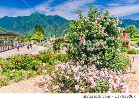 [山梨縣]富士川工藝公園玫瑰園盛開的美麗玫瑰 117619067