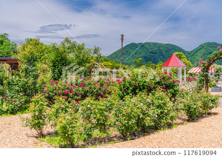 [山梨縣]富士川工藝公園玫瑰園盛開的美麗玫瑰 117619094