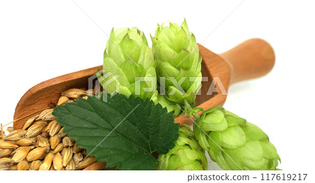 Close-up of a wooden scoop filled with barley beside fresh green hops 117619217