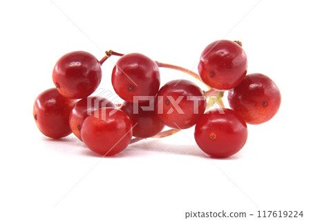 Close-up of fresh red guelder rose berries showcasing their rich color and texture Close-up of fresh red guelder rose berries showcasing their rich color and texture 117619224