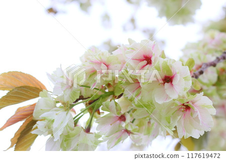 盛開的重瓣櫻花特寫【白色背景】【天空背景】 117619472