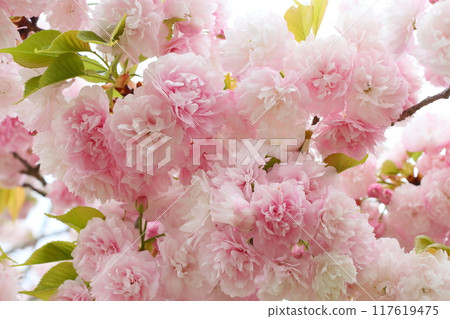 Close-up of a double-flowered cherry tree (Benigasa) in full bloom 117619475