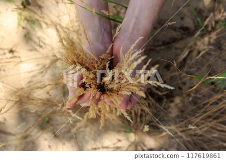 The gentle embrace of the grass ears 117619861