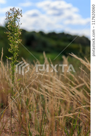 The beauty of urban flowers on a summer day  117620060