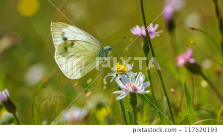Butterfly on Wildflower in Sunlit Meadow 117620193