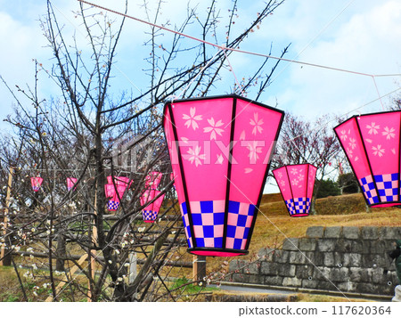 Plum blossoms and hanging lanterns in a plum grove in early spring 117620364