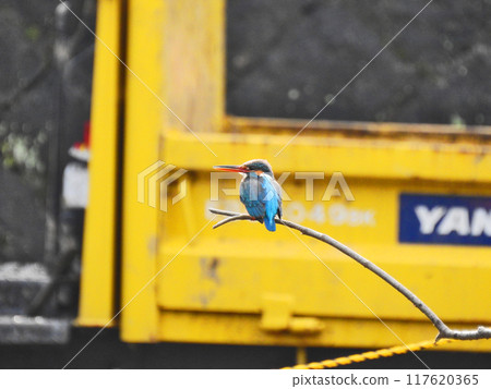 A blue bird, a kingfisher, perched on a tree branch at a pond under construction, and heavy machinery 117620365