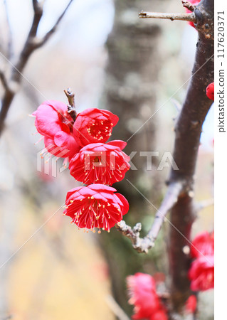 Bright and beautiful red plum blossoms that bloom in early spring Bright and beautiful red plum blossoms that bloom in early spring 117620371
