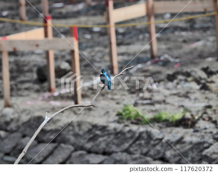 A blue-backed kingfisher perched on a tree branch at a pond under construction A blue-backed kingfisher perched on a tree branch at a pond under construction 117620372