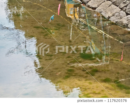 一隻藍色的翠鳥，潛入正在興建中的池塘。 117620376
