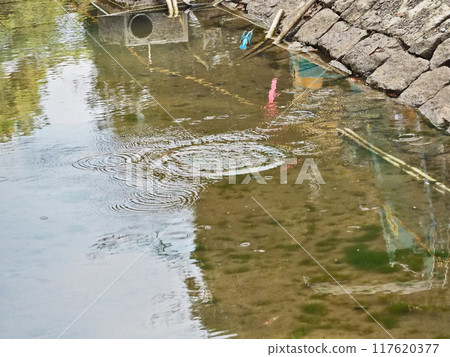 A kingfisher dives and flies over a pond under construction 117620377
