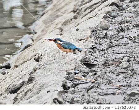 A kingfisher perched on the edge of a pond with a fish in its mouth 117620378
