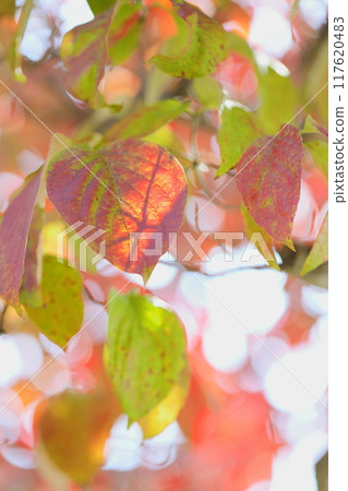 Close-up of dogwood leaves beginning to change color [Sky background] 117620483