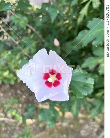 Vibrant hibiscus flowers blooming in midsummer Vibrant hibiscus flowers blooming in midsummer 117620703