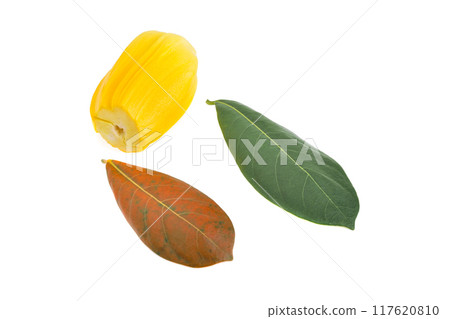 Jackfruit with jackfruit leaf isolated on white background. 117620810