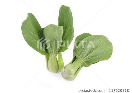Bok choy (chinese cabbage) isolated on white background 117620818