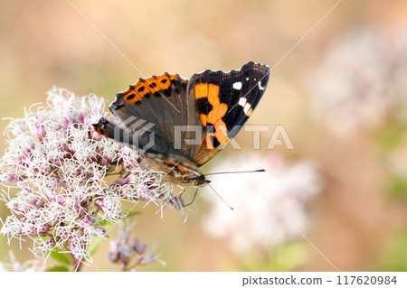 一隻紅橙色蝴蝶張開熱情的黑色和紅橙色翅膀，吮吸藤葉花的花蜜（自然光，微距鏡頭特寫） 117620984