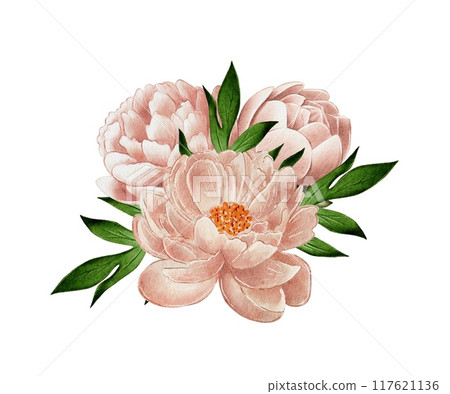 Beige, pink peonies, watercolor illustration on white background, bouquets 117621136