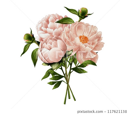 Beige, pink peonies, watercolor illustration on white background, bouquets 117621138
