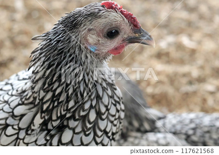Rooster, hen on private farm in chicken coop close up. Comb and beak. Poultry farming and agriculture. Pure bred.  117621568