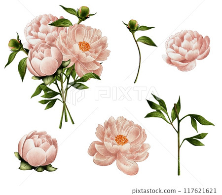 Beige, pink peonies, watercolor illustration on white background, bouquets 117621621