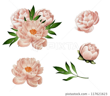 Beige, pink peonies, watercolor illustration on white background, bouquets 117621623