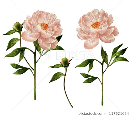 Beige, pink peonies, watercolor illustration on white background, bouquets 117621624