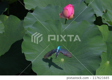 A kingfisher flies among the ancient lotus flowers in the lotus pond at Shimoyatsubayashi Heisei no Mori Park in Kawajima-cho, Hiki-gun, Saitama Prefecture A kingfisher flies among the ancient lotus flowers in the lotus pond at Shimoyatsubayashi Heisei no Mori Park in Kawajima-cho, Hiki-gun, Saitama Prefecture 117621685