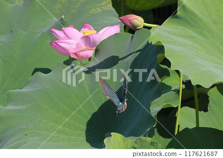 A kingfisher flies among the ancient lotus flowers in the lotus pond at Shimoyatsubayashi Heisei no Mori Park in Kawajima-cho, Hiki-gun, Saitama Prefecture 117621687