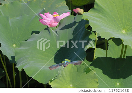 A kingfisher flies among the ancient lotus flowers in the lotus pond at Shimoyatsubayashi Heisei no Mori Park in Kawajima-cho, Hiki-gun, Saitama Prefecture A kingfisher flies among the ancient lotus flowers in the lotus pond at Shimoyatsubayashi Heisei no Mori Park in Kawajima-cho, Hiki-gun, Saitama Prefecture 117621688