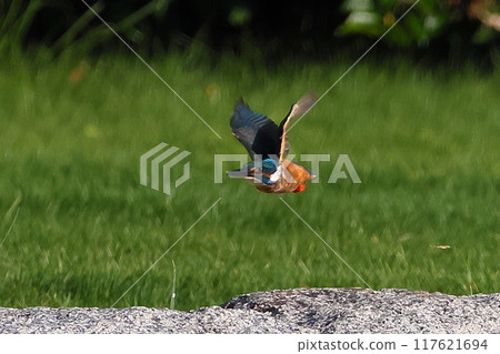 埼玉縣比企郡川町下八林平成之森公園，翠鳥在荷花池的古荷花中飛翔 117621694