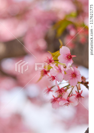 Close-up of Kawazu cherry tree Close-up of Kawazu cherry tree 117621775