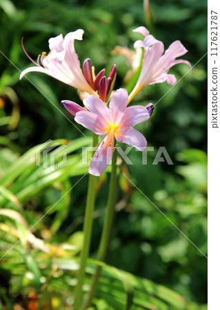 粉紅色的夏季水仙花花 117621787
