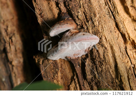 A small oyster mushroom at the base of a rotten tree (natural light + strobe macro close-up) A small oyster mushroom at the base of a rotten tree (natural light + strobe macro close-up) 117621912