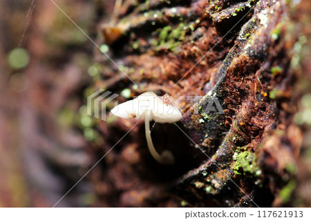 A tiny striped springtail eating on a small white mushroom (natural light + strobe macro) A tiny striped springtail eating on a small white mushroom (natural light + strobe macro) 117621913