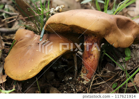 Medium to large spongy false agaric mushroom (natural light + strobe macro close-up) Medium to large spongy false agaric mushroom (natural light + strobe macro close-up) 117621914