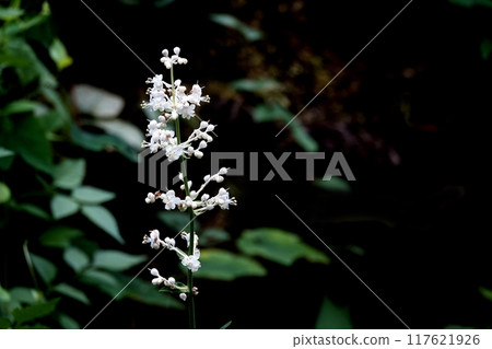 White wild ginger flowers blooming in the summer bush in August White wild ginger flowers blooming in the summer bush in August 117621926