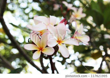 雞蛋花（矮新加坡粉紅色）花 117621995