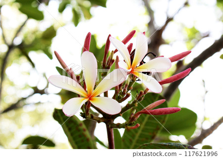 Plumeria (Dwarf Singapore Pink) flower 117621996