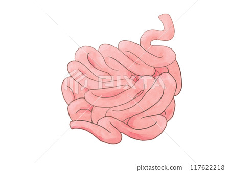 消化系統、小腸的解剖學和生理學 消化系統、小腸的解剖學和生理學 117622218