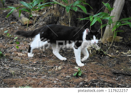 Cat playing in the park Cat playing in the park 117622257