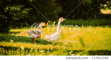 Geese Goose Walking Outdoors In Summer Day. 117622260