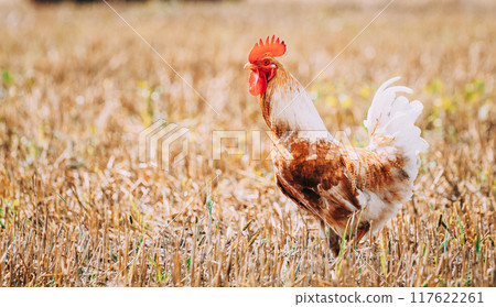 Red Chicken Rooster Hen Walking In Straw Field 117622261