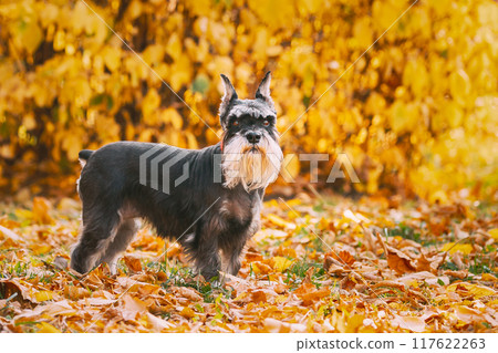 Miniature Schnauzer Dog Or Zwergschnauzer Funny Posing Outdoor In Autumn Day 117622263