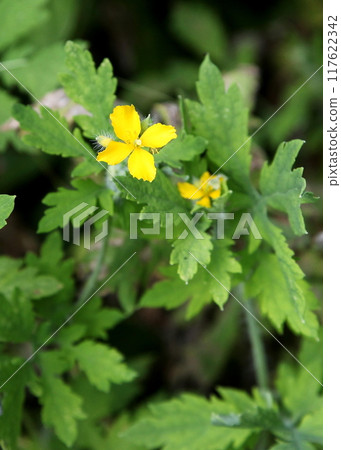 Xasanow黃色花 117622342