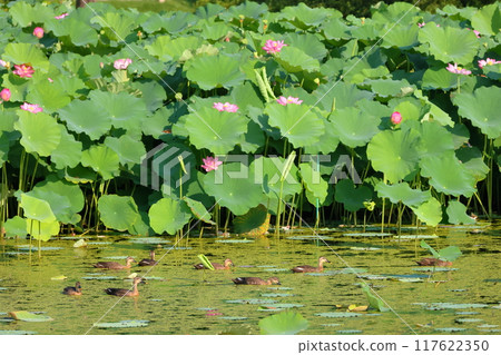 A group of ancient lotus flowers and a flock of spot-billed ducks in the lotus pond at Heisei no Mori Park in Shimoyatsubayashi, Kawajima-cho, Hiki-gun, Saitama Prefecture A group of ancient lotus flowers and a flock of spot-billed ducks in the lotus pond at Heisei no Mori Park in Shimoyatsubayashi, Kawajima-cho, Hiki-gun, Saitama Prefecture 117622350