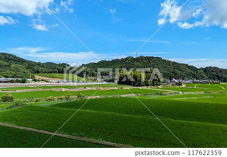 A view of blue skies and rice fields A view of blue skies and rice fields 117622359