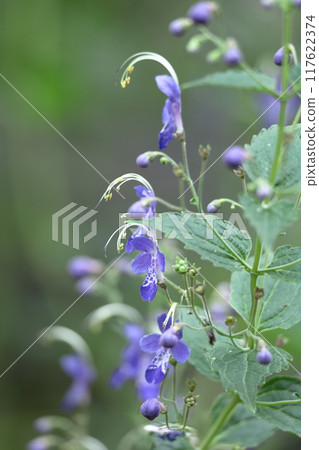 Flowers reminiscent of sailing ships Flowers reminiscent of sailing ships 117622374